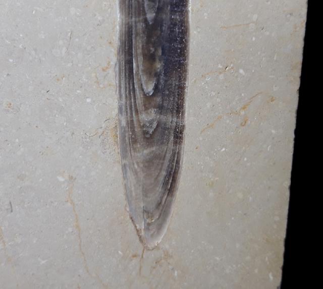 Hibolithes sp. (MONTFORT 1808) - Bild © FossNet FossilienStore